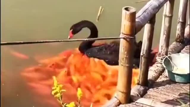 The duck looks for food for the fish