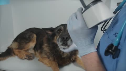 Veterinarian Examining Dog's Eye With Pupillometer