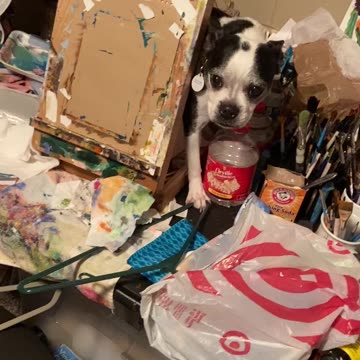 Dog on art table