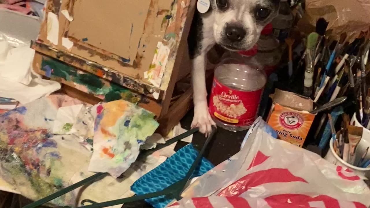 Dog on art table