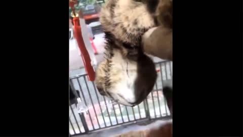 Best funny video