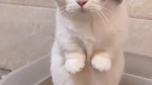 Cute cat with short legs but can stand.