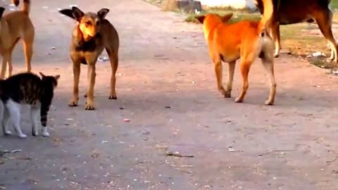 A cat attacks five dogs alone