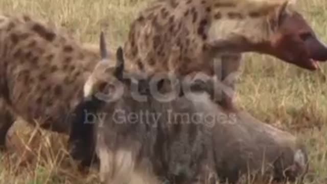 Animals short videos RAHAMA channel viral videos 2022