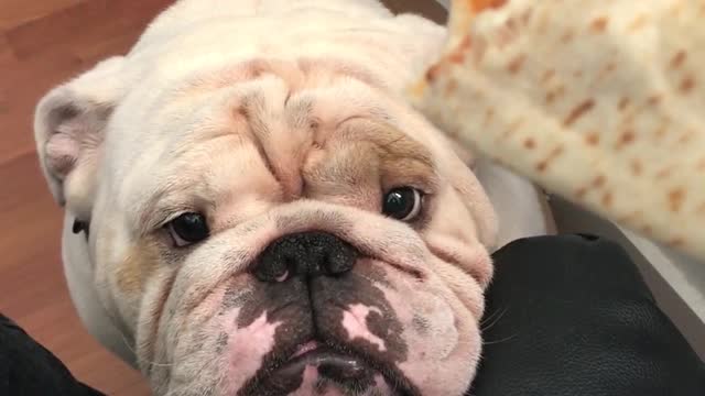 Titon the Bulldog is denied a meatball sub