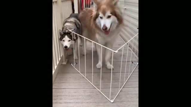 dog disappointed with its size 🤗