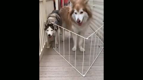 dog disappointed with its size 🤗