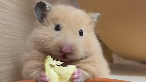 Funny 🐁🐁🐁🐁🐁🐁🐁🐁🐁🐁🐁