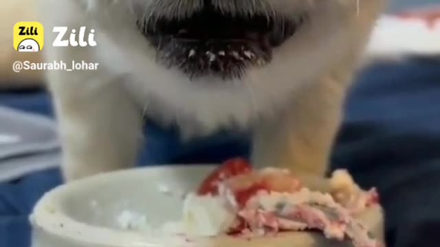 Eating cake puppy