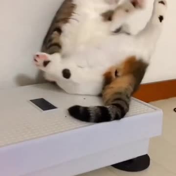 Funny And Cute Animals Shorts #177