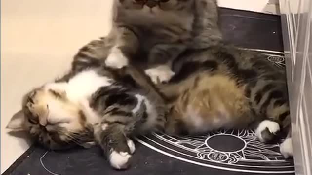 Cats funny video