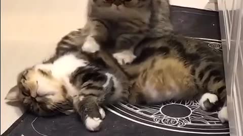 Cats funny video