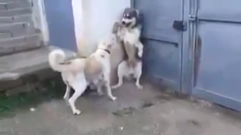 Mom dog protect their babies