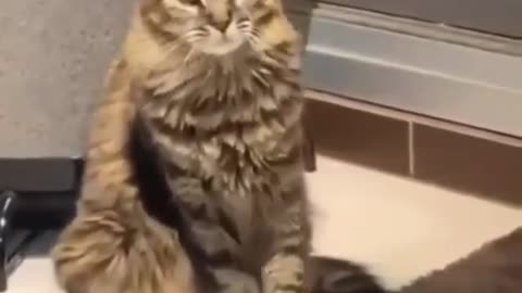 Cute and adorable animal behavior makes anyone happy to see it