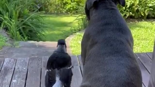 American magpies with dog enjoying view