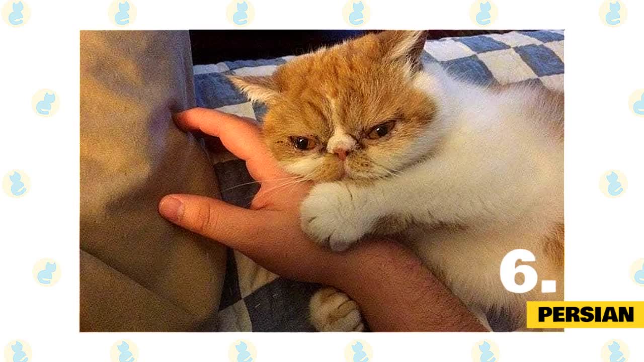 Top 10 Most Affectionate Cats