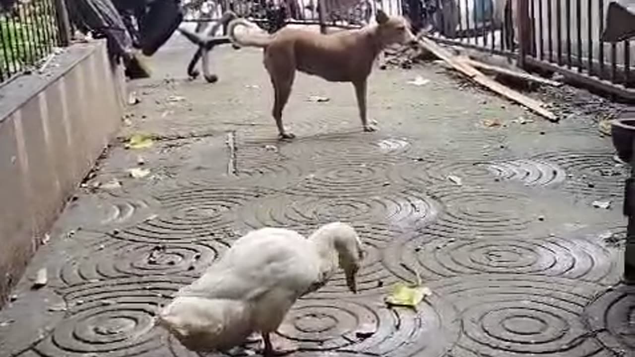 Dog with Maggot wound