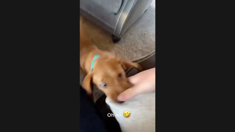 TRY NOT TO LAUGH OR GRIN WHILE WATCHING FUNNY PET VIDEOS