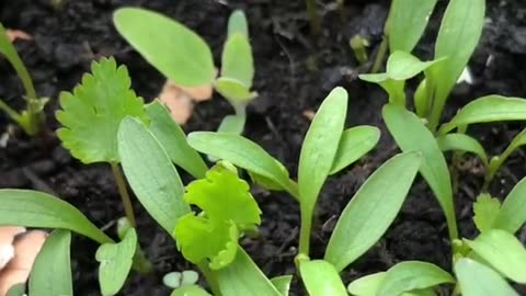 How to grow Coriander in home