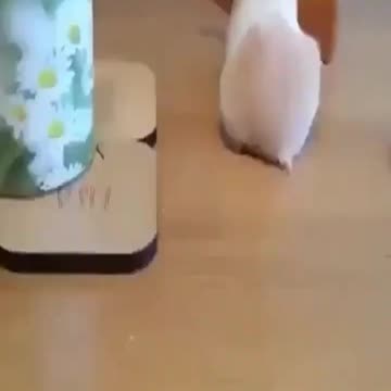 Video of Incredibly Funny Animals You'll See What They Do #shorts