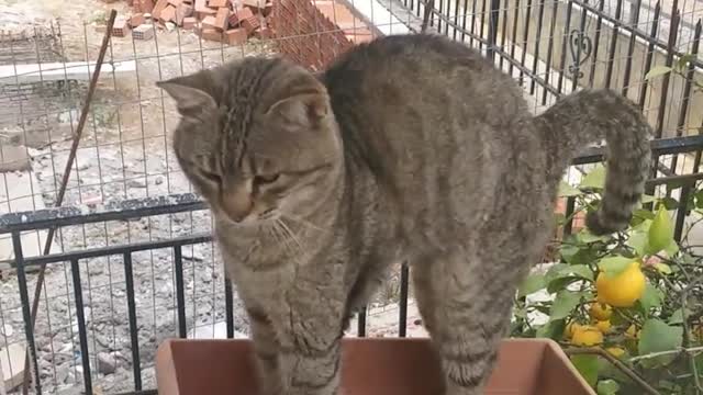 My Cat likes to sleep in a flower pot!