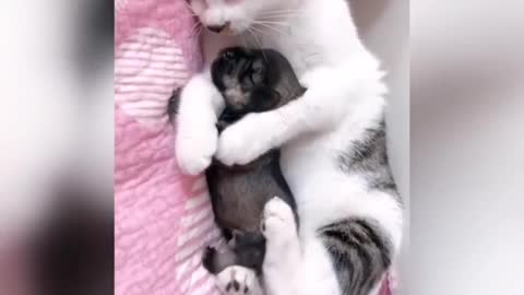 The best mom cat