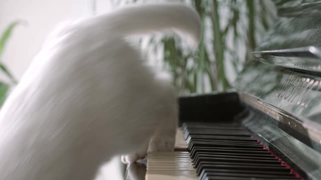 cat and the musical instrument. watch! if you are cat lover and feel the moment