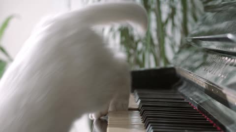 cat and the musical instrument. watch! if you are cat lover and feel the moment