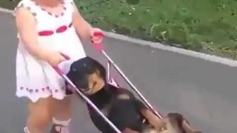 Child pushing dog in stroller