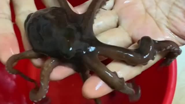 I'm playing with small octopus