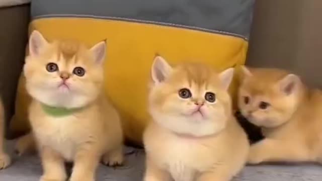 Cutest Cat Best Cute Cat Video fancy