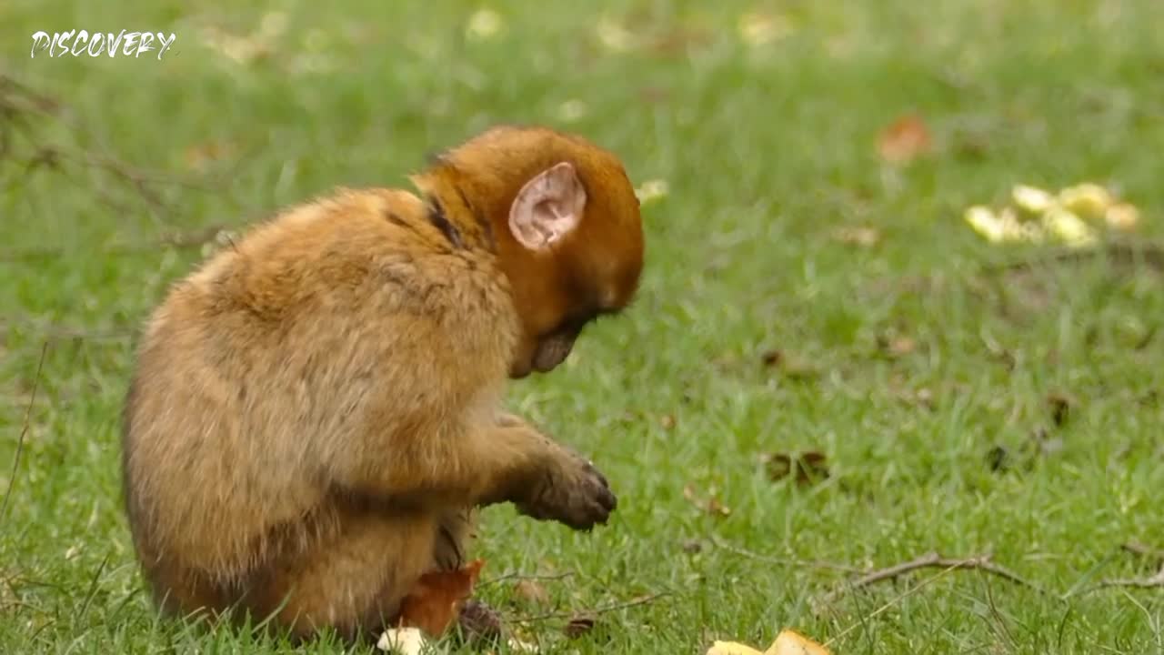 little monkey jumping on bed