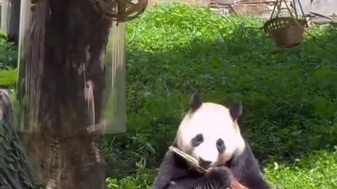 Cute Panda