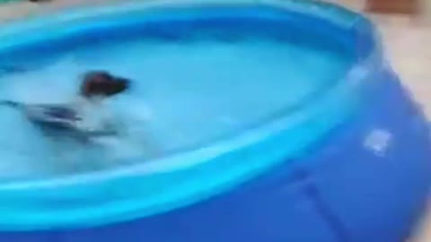 Puppy plays in Swimming pool