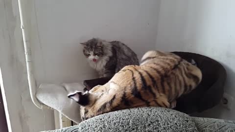 Tiger cat cub playing with a house cat