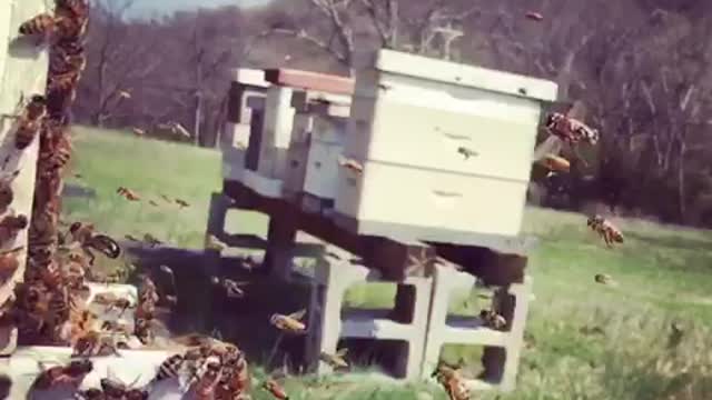 Honey Bees in Slow Motion