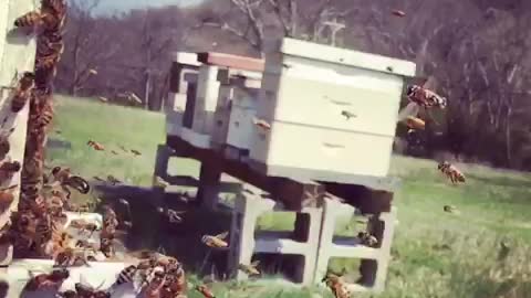 Honey Bees in Slow Motion