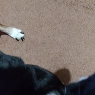 Dog afraid of the word bath