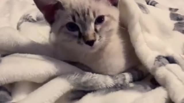 OMG So Cute Cats ♥ ,Cute & Funny Cats Doing Funny Things_OMG Cute & Funny Cats