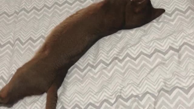 Abyssinian cat sleeps sweetly