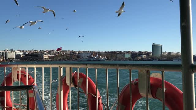 Seagulls fun