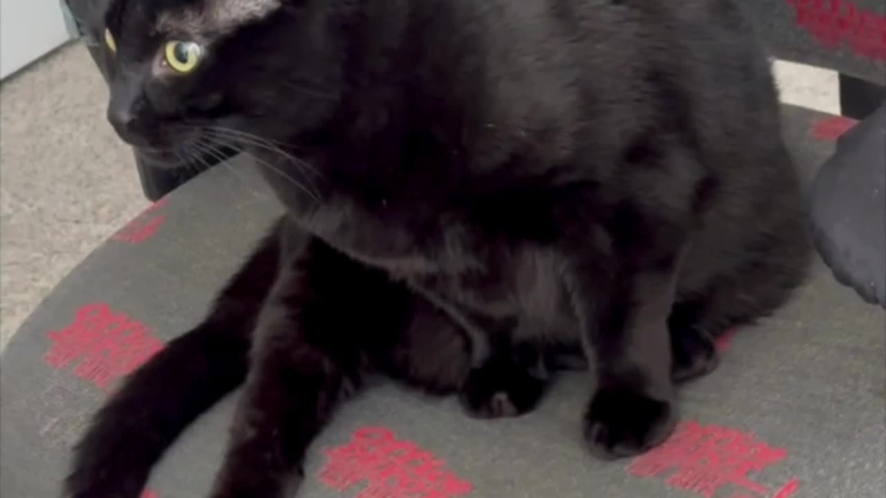 Cute Precious Piper Keeps Herself Nice and Clean - Adopting a Cat from a Shelter Vlog #shorts