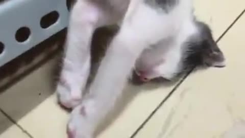 how to cat sleep