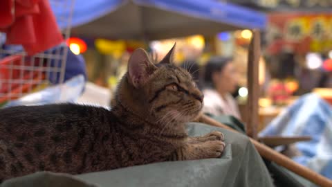 CU of Cat laid in Busy Market