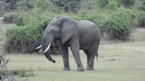 walking Elefant