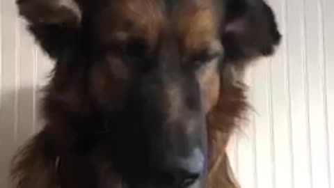 German shepherd dog lover 🐕 German shepherd dog funny video