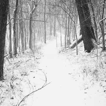 Nature Video Clips # - 25