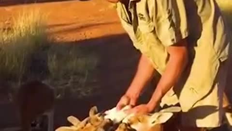 For these orphan Kangaroos, it's milk' o'clock ❤️ 🦘