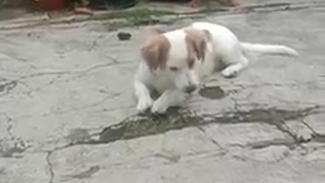 Dog video viral