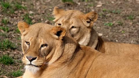 Lion and his Wife 😱 What a seen Training #Tranding